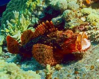 Scorpion fish on the deck of the Sankisan Maru, Truk Lagoon. by Eric Bancroft 
